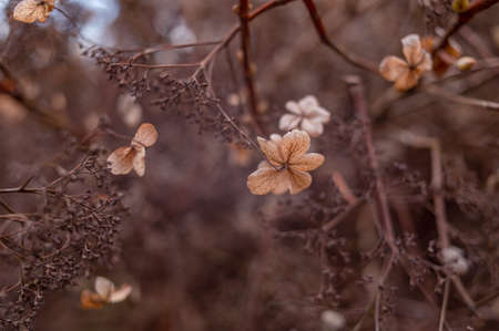 Macro of single brown dead hydrangea (hortensia) flower during autumn. Backlighting on petals. Soft focus and bokeh in the brown background.の写真素材