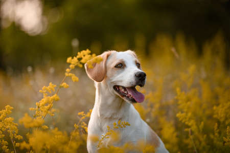 Beautiful healthy nice dog mixed breed collie in summer evening meadow. Sun in background, golden...