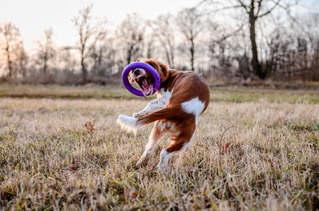 Cute little puppy of welsh springer spaniel breed. Dog portrait on meadow.