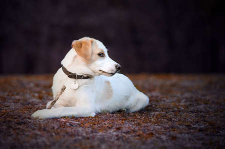 Cute puppy white dog walking on park, relax pet, collie mix, dog looking, animal funny