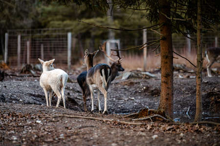 Fallow deer dama dama in the forest