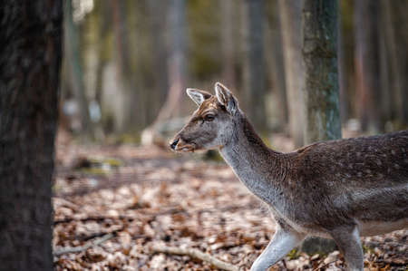 Fallow deer dama dama in the forestの写真素材