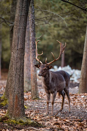 Fallow deer dama dama in the forestの写真素材