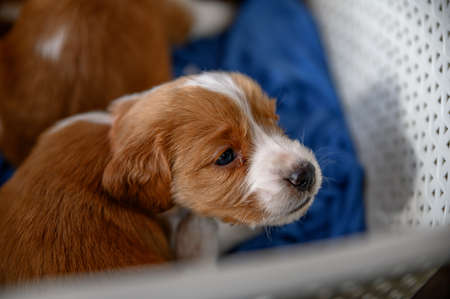 Cute newborn welsh springer spaniel puppies, one month old.