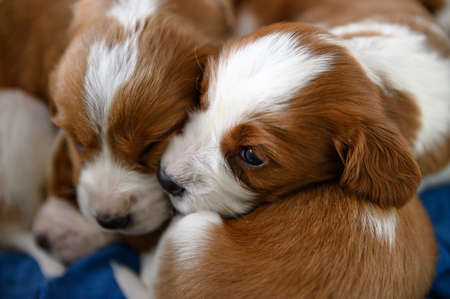 Cute newborn welsh springer spaniel puppies, one month old.の写真素材