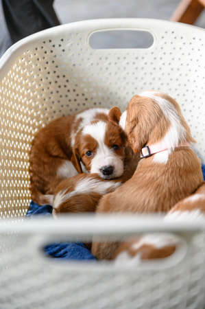 Cute newborn welsh springer spaniel puppies, one month old.の写真素材