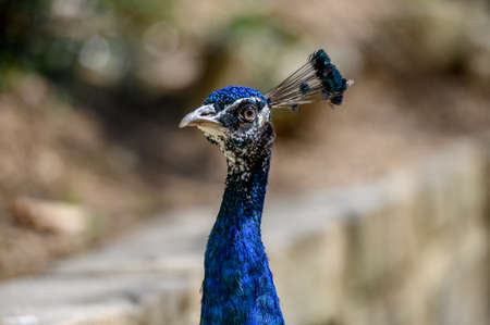Close up portrait of blue peacock bird.の写真素材
