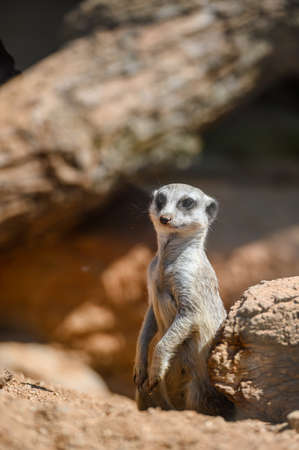 Portrait of meerkat in nature environment.