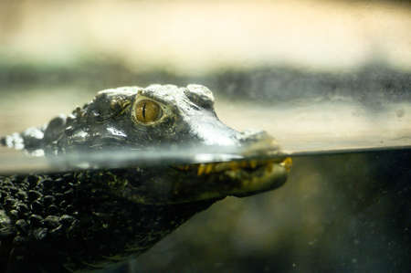 Close-up portrait of crocodile.の写真素材