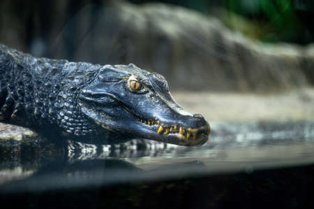 Close-up portrait of crocodile.の写真素材