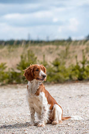 Adorable cute welsh springer spaniel, active happy healthy dog playing outside.の写真素材