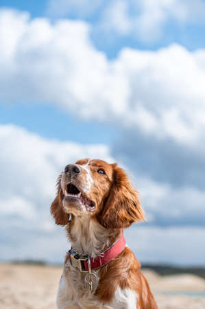 Adorable cute welsh springer spaniel, active happy healthy dog playing outside.の写真素材