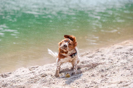 Adorable cute welsh springer spaniel, active happy healthy dog playing outside.の写真素材