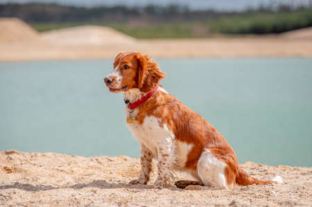 Adorable cute welsh springer spaniel, active happy healthy dog playing outside.