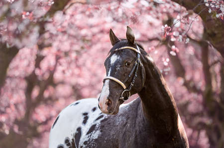 Stunning horse spotted stallion in blossoming trees on spring season.の写真素材