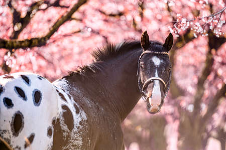Stunning horse spotted stallion in blossoming trees on spring season.の写真素材