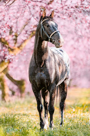 Stunning horse spotted stallion in blossoming trees on spring season.の写真素材