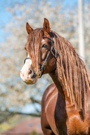 Stunning welsh cob stallion, chestnut color, long mane on spring season.の写真素材