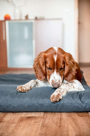 Cute welsh springer spaniel dog breed at home. Helthy adorable pretty dog.