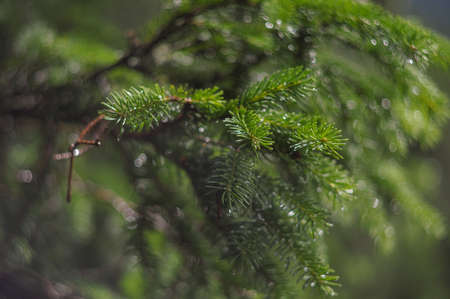 Detail of nature, branch, full of greenの写真素材
