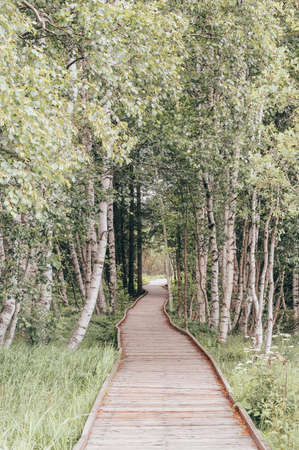 View of forest, colorful woods, beautiful nature.の写真素材