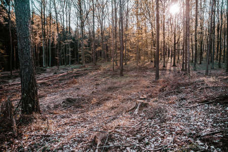 Nature view, forest, woods, moody sceneryの写真素材