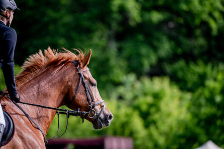 Horse on showjumping competition. Close-up photo.の写真素材