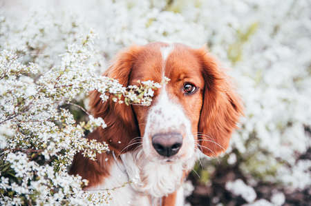 Cute welsh springer spaniel dog breed under blossoming trees. Helthy adorable pretty dog.の写真素材