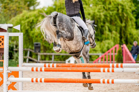 Detail of horse from showjumping competition.の写真素材