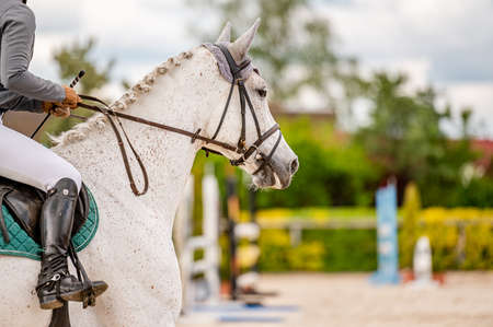 Detail of horse from showjumping competition.の写真素材