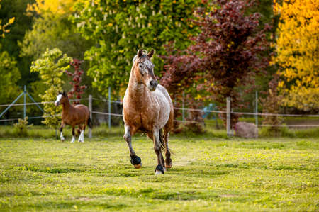Beautiful stunning welsh mountain pony young helathy stallion running and posing on pasture on golden hour. Amazing colorful scenery with great animal.の写真素材