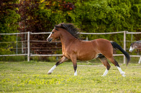 Beautiful stunning welsh mountain pony young helathy stallion running and posing on pasture on golden hour. Amazing colorful scenery with great animal.の写真素材