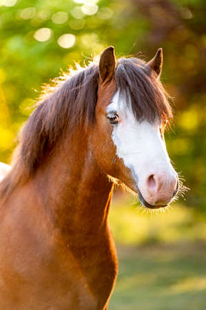 Beautiful stunning welsh mountain pony young helathy stallion running and posing on pasture on golden hour. Amazing colorful scenery with great animal.の写真素材