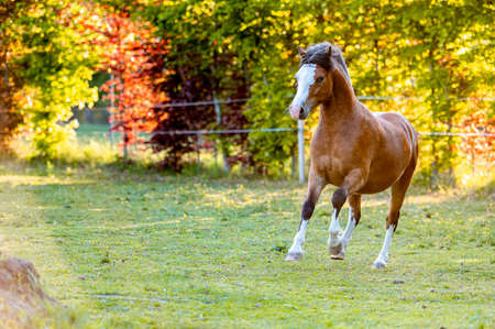 Beautiful stunning welsh mountain pony young helathy stallion running and posing on pasture on golden hour. Amazing colorful scenery with great animal.の写真素材