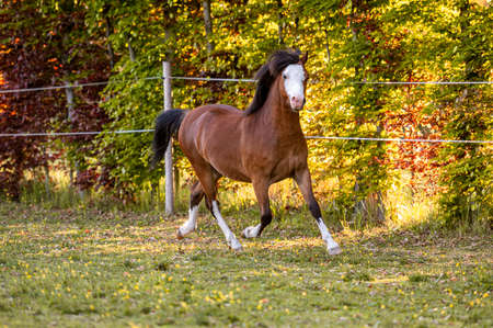 Beautiful stunning welsh mountain pony young helathy stallion running and posing on pasture on golden hour. Amazing colorful scenery with great animal.の写真素材