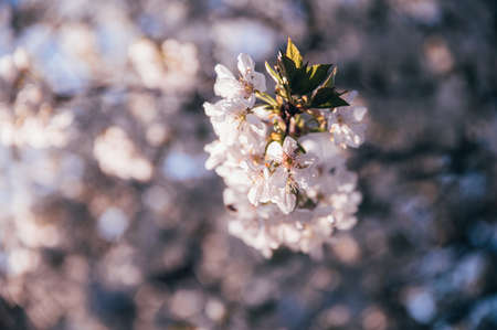 Beautiful blossoming tree on spring season. Close-up photo with great golden hour light.の写真素材