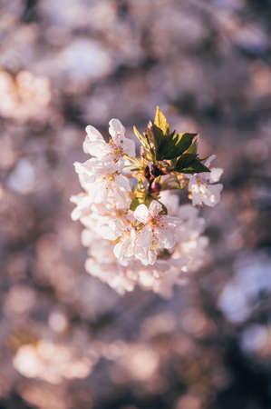 Beautiful blossoming tree on spring season. Close-up photo with great golden hour light.の写真素材