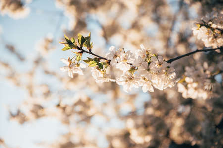 Beautiful blossoming tree on spring season. Close-up photo with great golden hour light.の写真素材