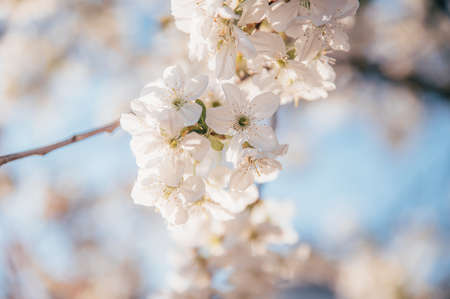 Beautiful blossoming tree on spring season. Close-up photo with great golden hour light.の写真素材