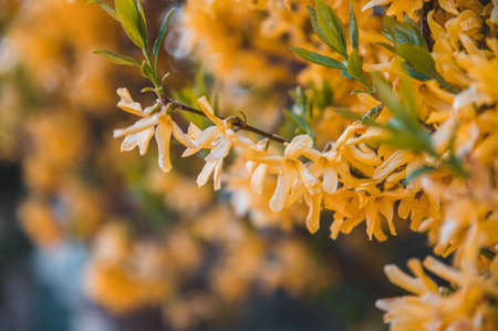 Colorful vivid yellow branches of forsythia. Spring season, blossom, blooming flowers.の写真素材