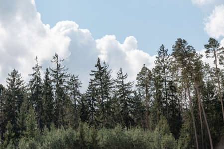 Trees in forest with nature background, sky above trees, overlay.の写真素材