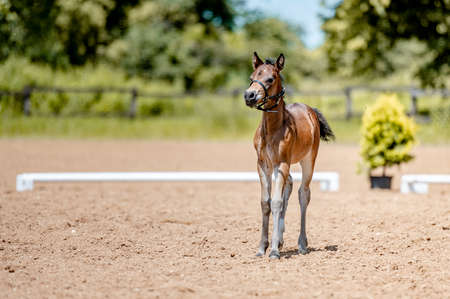 Crezy cute little foal running galloping in the horse show arena.の写真素材