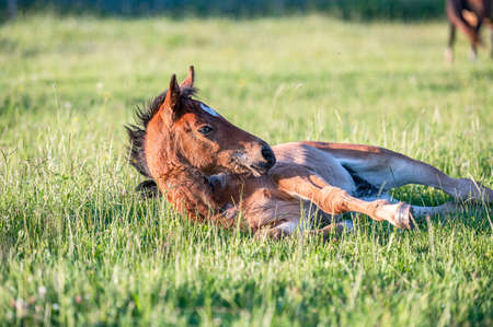 Cute little adorable horse foal in sunset on meadow. Fluffy beautiful healthy little horse filly.の写真素材