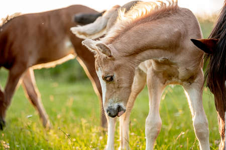 Cute little adorable horse foal in sunset on meadow. Fluffy beautiful healthy little horse filly.の写真素材