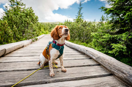 Healthy happy adorable welsh springer spaniel dog breed enjoying hiking in mountains.