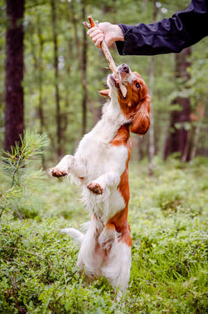 Healthy happy dog playing with stick in forest. Welsh springer spaniel dog breed.