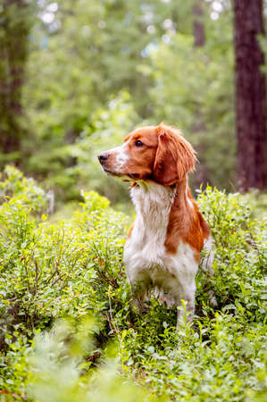 Healthy happy adorable dog of welsh springer spaniel breed in forest. Nature green background.の写真素材