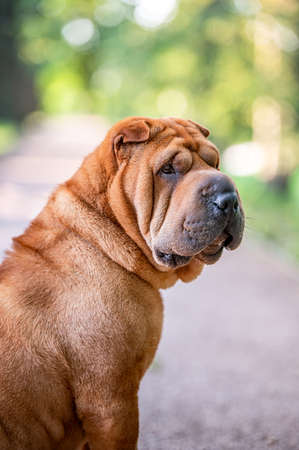 Cute adorable sharpei dog breed in the park.の写真素材