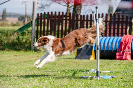 Dog competition in agility, jumping.の写真素材