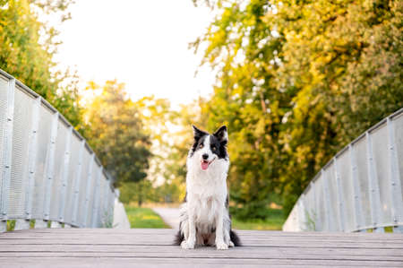 Cute adorable intelligent dog breed border collie in autumn park. Beautiful bokeh in background, colorful.の写真素材